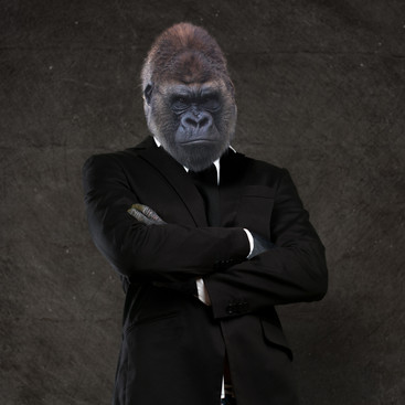 Come utilizzare GORILLA